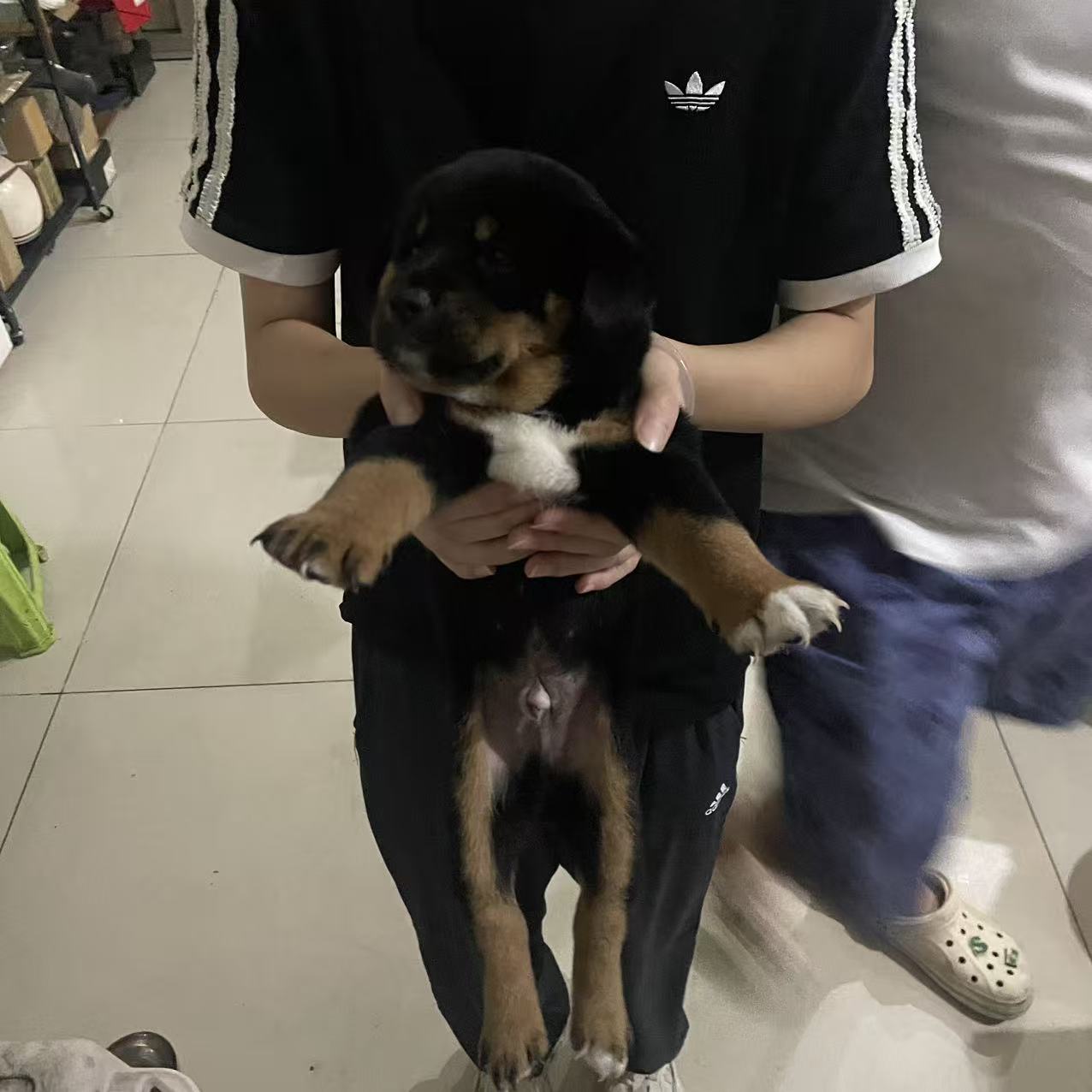 小黑子
