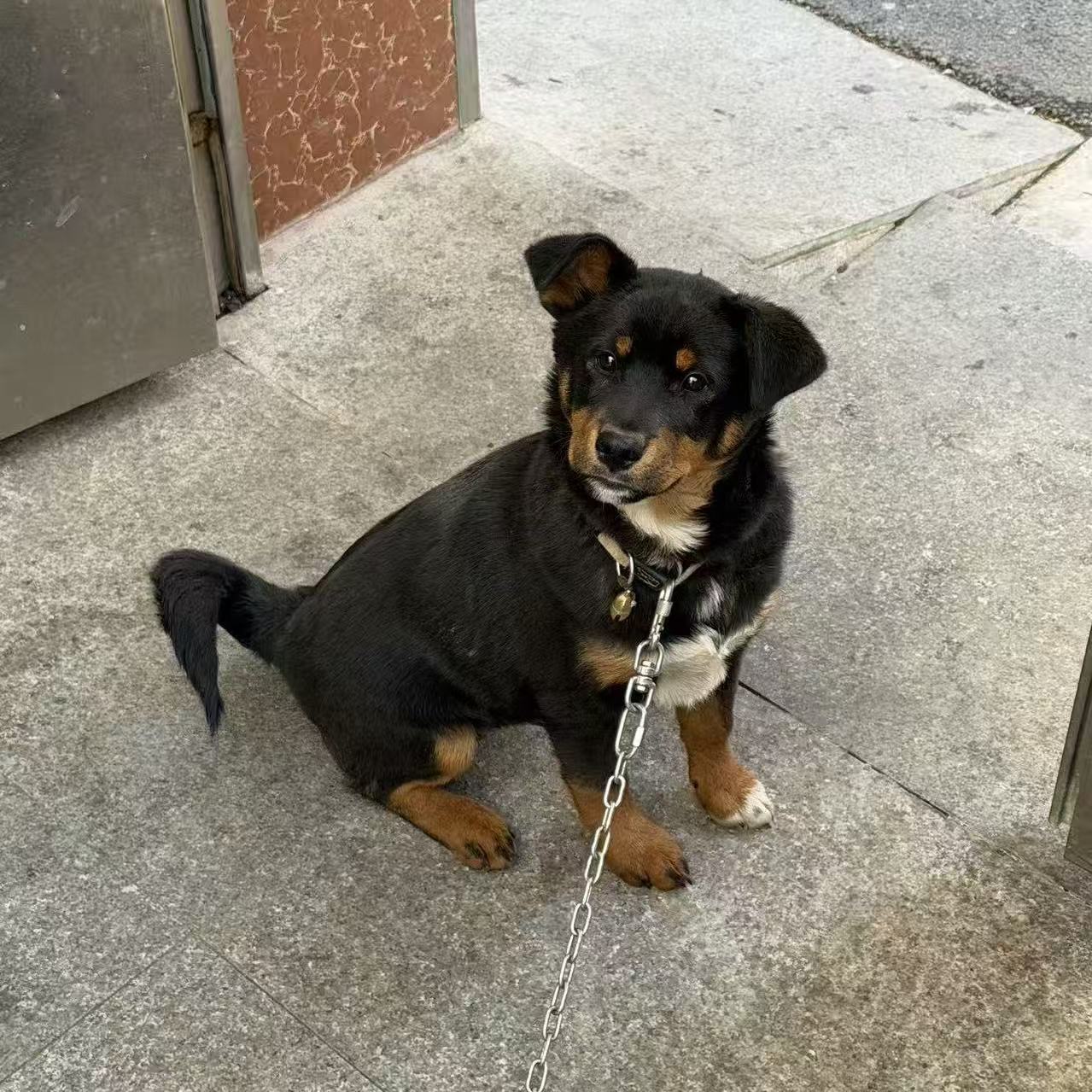 小黑子的可爱瞬间